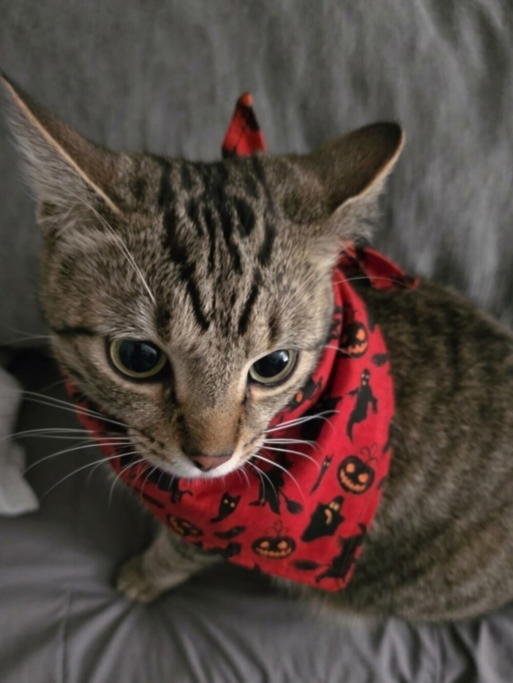 Handmade Spooky Red Halloween Pet Bandana - Fits Cats and Small/Medium Dogs - Picture 2 of 3
